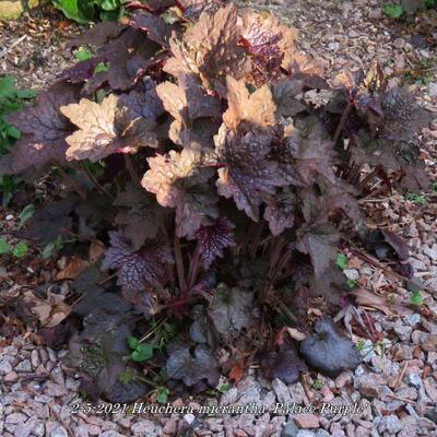 Heuchera micrantha 'Palace Purple' - Heuchera micrantha 'Palace Purple'