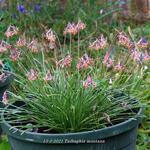 Tulbaghia montana - 