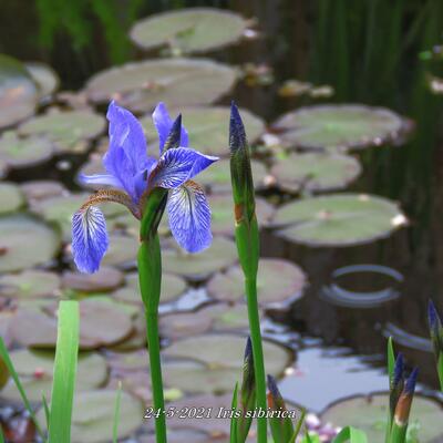 Iris sibirica - Sibirische Schwertlilie - Iris sibirica