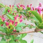 Weigela 'Rosea' - Weigela 'Rosea'