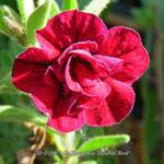 Calibrachoa 'Double Red' - 