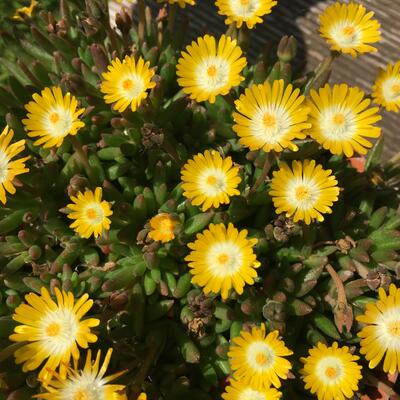 Delosperma cooperi 'JEWEL OF DESERT Peridot' - 