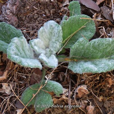 Silber-Salbei - Salvia argentea