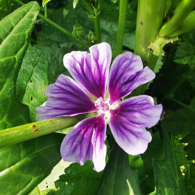 Malva sylvestris 'Blue Fountain' - 