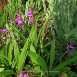 Bletilla striata purple variegated - 