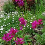 Ixia 'Mabel' - 