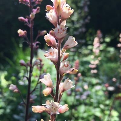 Heuchera 'Silver Scrolls' - Heuchera 'Silver Scrolls'