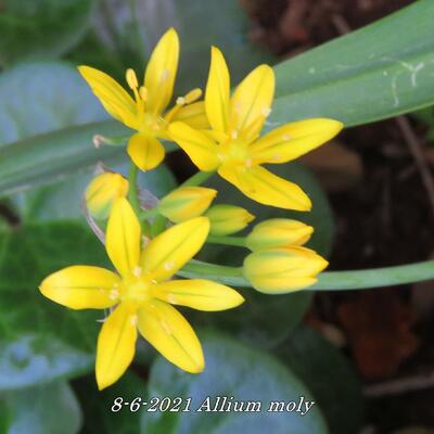 Allium moly - 