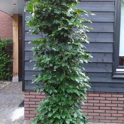 Carpinus betulus 'Fastigiata' - 