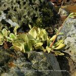 Chiastophyllum oppositifolium 'Variegatum' - 