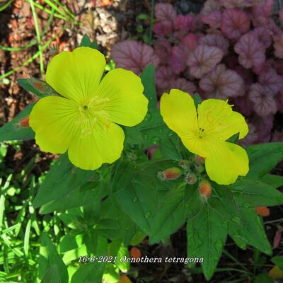 Oenothera tetragona - 