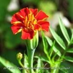 Tagetes patula 'Cinnabar' (Dixter strain) - 