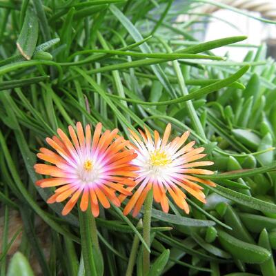 Delosperma cooperi 'JEWEL OF DESERT Topaz' - 