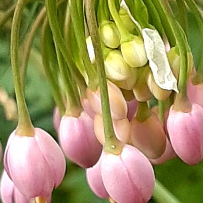 Allium cernuum - 