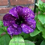 Petunia 'Night Sky' - 