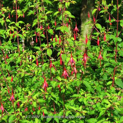 Fuchsia regia subsp. regia - Fuchsia regia subsp. regia