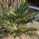 Trachycarpus Takil - 