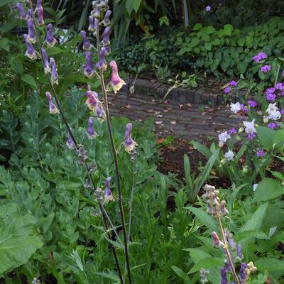 Aconitum 'Purple Sparrow' - Aconitum 'Purple Sparrow'