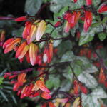 Ipomoea lobata - 