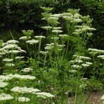 Ligusticum lucidum - 