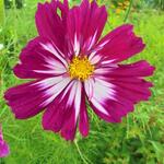 Cosmos bipinnatus 'Picotée' - 