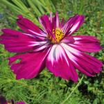 Cosmos bipinnatus 'Picotée' - 