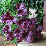 Heuchera 'Shanghai' - Heuchera 'Shanghai'