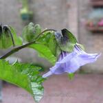 Nicandra physalodes 'Black Pod' - 