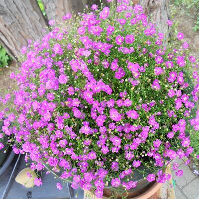 Gypsophila muralis 'Teeny Deep Rose' - 