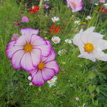 Cosmos bipinnatus 'Picotée' - 