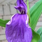 Roscoea purpurea 'Twin Towers' - 