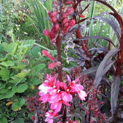 Lobelia x speciosa 'STARSHIP Deep Rose' - 