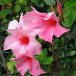 Mandevilla 'SUNDAVILLE Cream Pink' - 