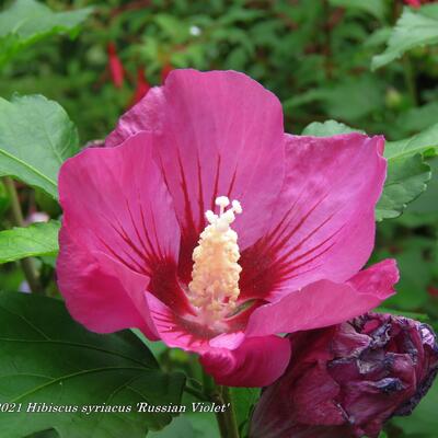 Hibiscus syriacus 'Russian Violet' - 