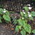 Begonia grandis 'Sparkle and Shine'