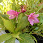 Weigela 'Picobella Rosa' - 