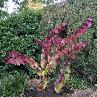 Cercis canadensis 'Eternal Flame'