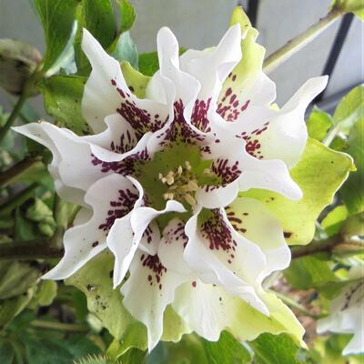 Helleborus orientalis 'Double White Spotted' - Helleborus orientalis 'Double White Spotted'