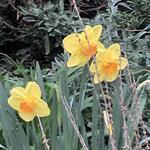 Narcissus 'Fortissimo' - 