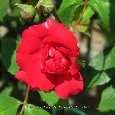 Rosa 'Paul's Scarlet Climber' - 
