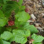 Rubus arcticus - 