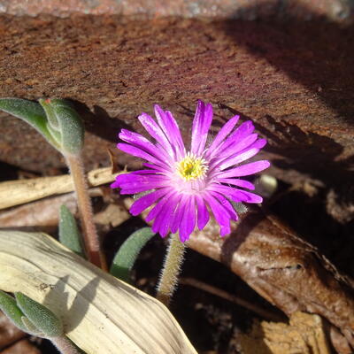 Delosperma WHEELS OF WONDER 'Hot Pink Wonder' - 