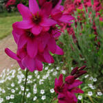 Ixia 'Mabel' - 