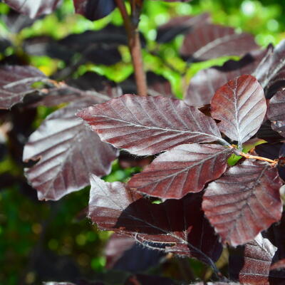 Carpinus betulus  'Purpurea' - 