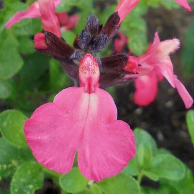 Salvia greggii 'Savannah Salmon Rose' - 