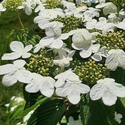 Viburnum plicatum 'Kilimandjaro Sunrise' - 