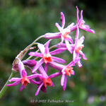 Tulbaghia 'Moya' - 