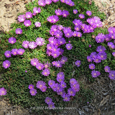 Delosperma cooperi - POURPIER DE COOPER, POURPIER VIVACE, FICOÏDE VIVACE, - Delosperma cooperi