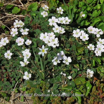 Erodium reichardii 'Album'