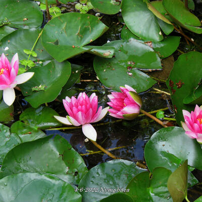 Nymphaea - 